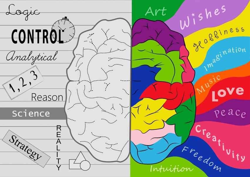 Brain hemispheres